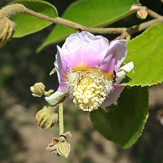 Açoita Cavalo