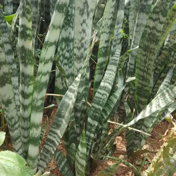 Espada-de-São-Jorge