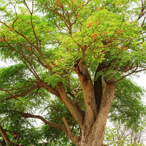 Mulungu