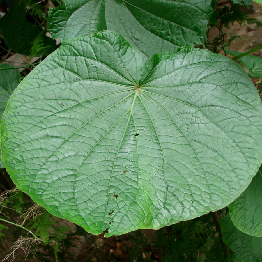 Pariparoba