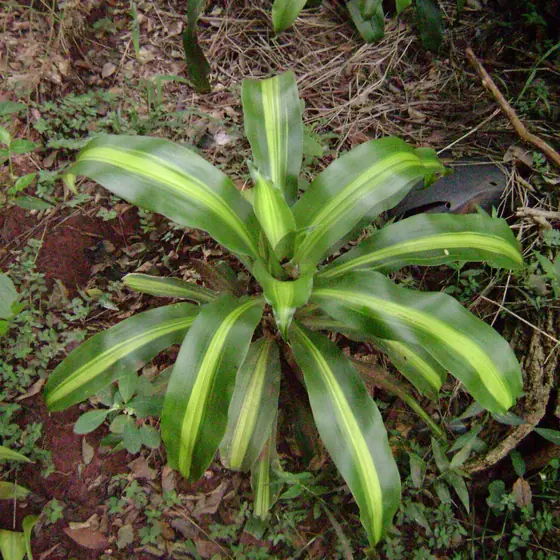 Peregum Verde