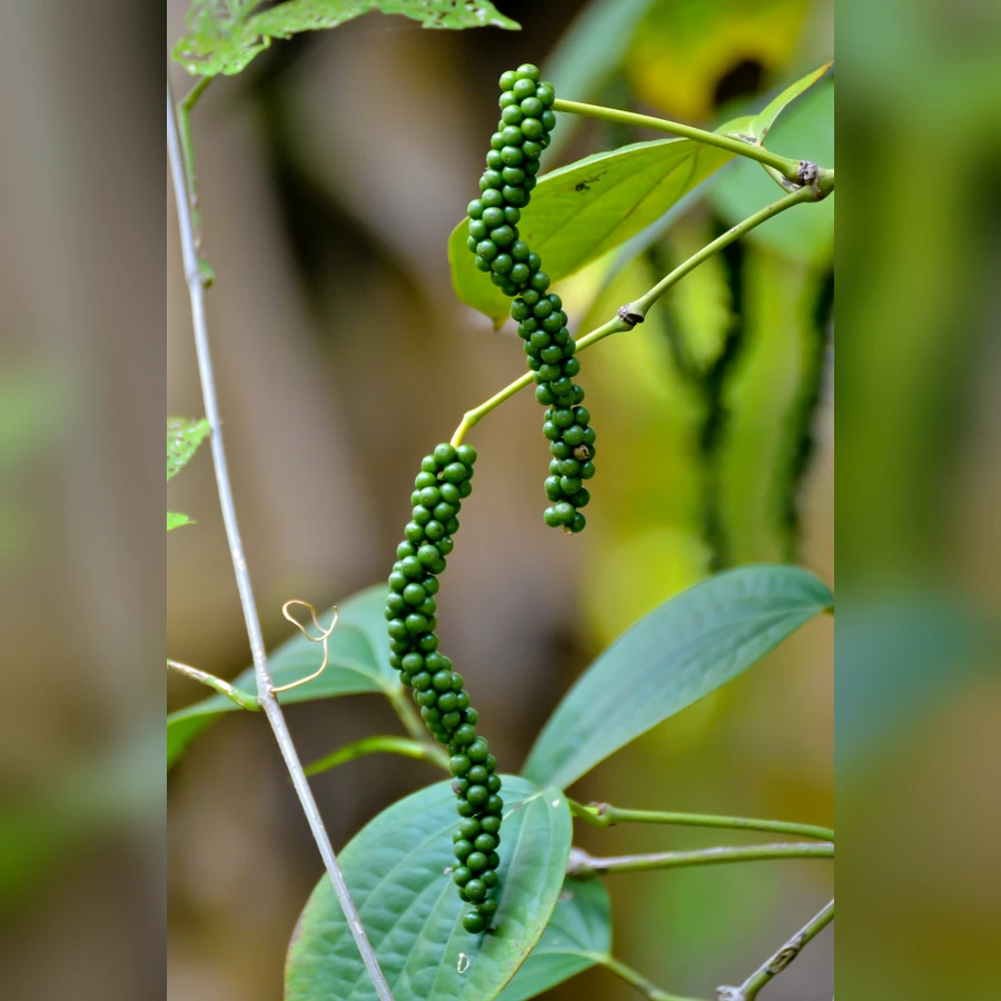 Pimenta-do-reino